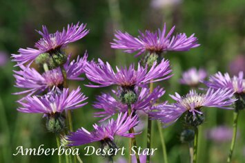 Amberboa muricata Desert Star